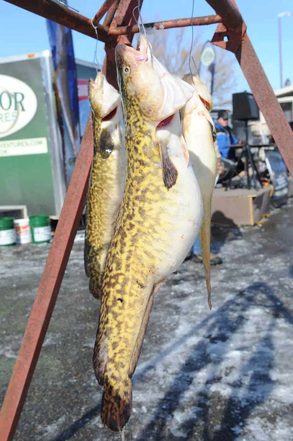 International Eelpout Festival on Facebook