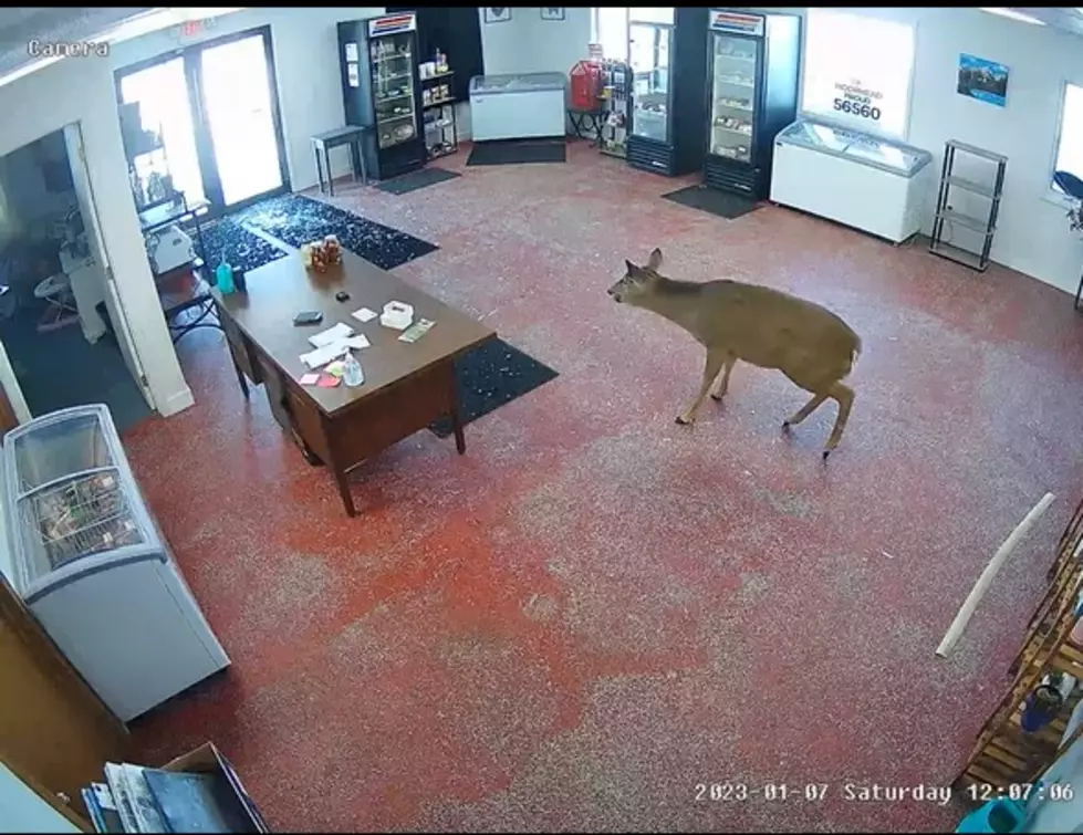 Watch: Deer Breaks Into Minnesota Butcher Shop