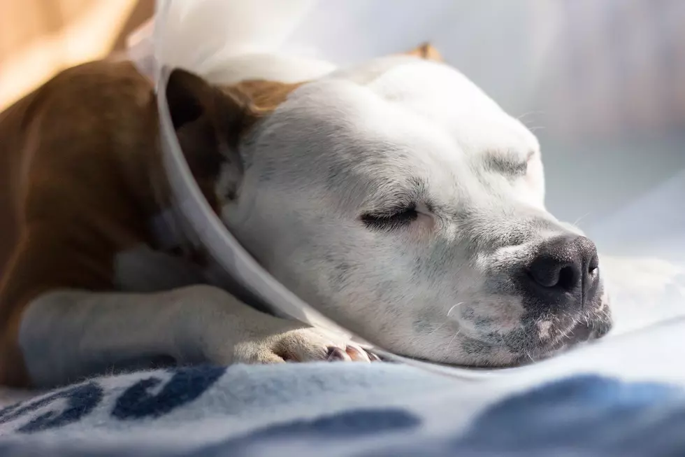 Dog Dumped At Wisconsin Shelter In Freezing Cold Overnight