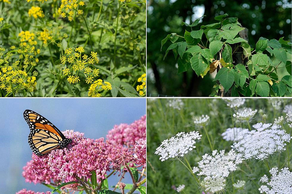 Watch Out! 11 Poisonous Plants Found In Minnesota