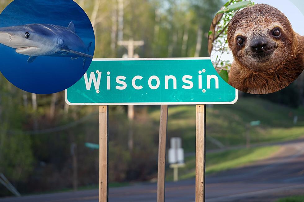 Wild Wisconsin: Exotic Pets You Could Own In The Badger State