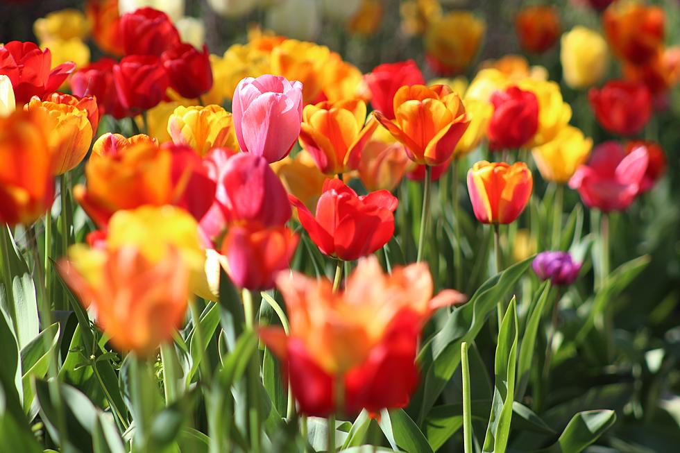 Tip-Toe Through Over 40,000 Tulips One Of Minnesota’s Largest Tulip Gardens