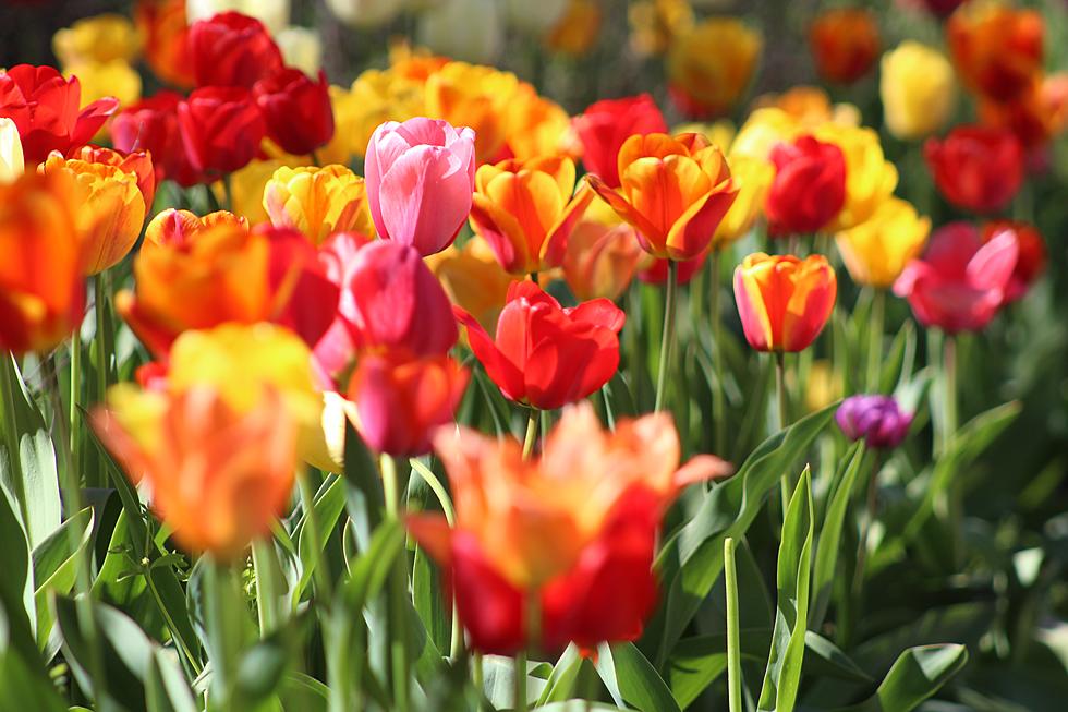 Tip-Toe Through Over 40,000 Tulips One Of Minnesota&#8217;s Largest Tulip Gardens