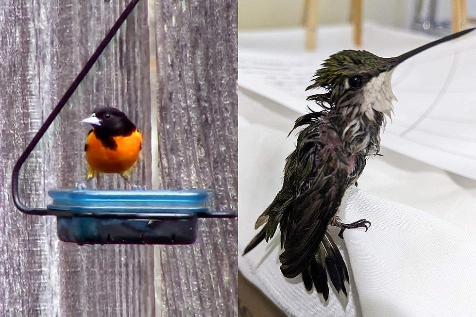 Bird Rehabilitation Group Urges Bird Lovers To Stop Feeding Grape Jelly to Orioles