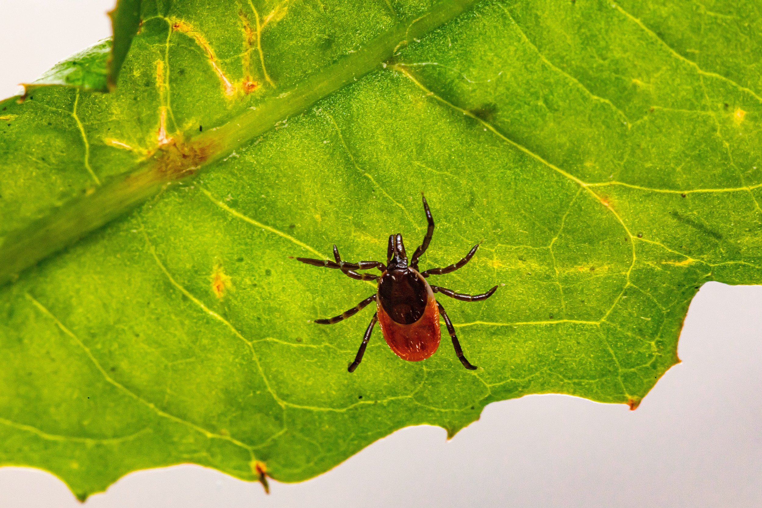 Myth Or Fact: Do Ticks In Minnesota + Wisconsin Jump Or Fall Out Of
Trees And Land On People?