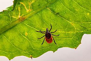 Myth Or Fact: Do Ticks In Minnesota + Wisconsin Jump Or Fall Out Of Trees And Land On People?