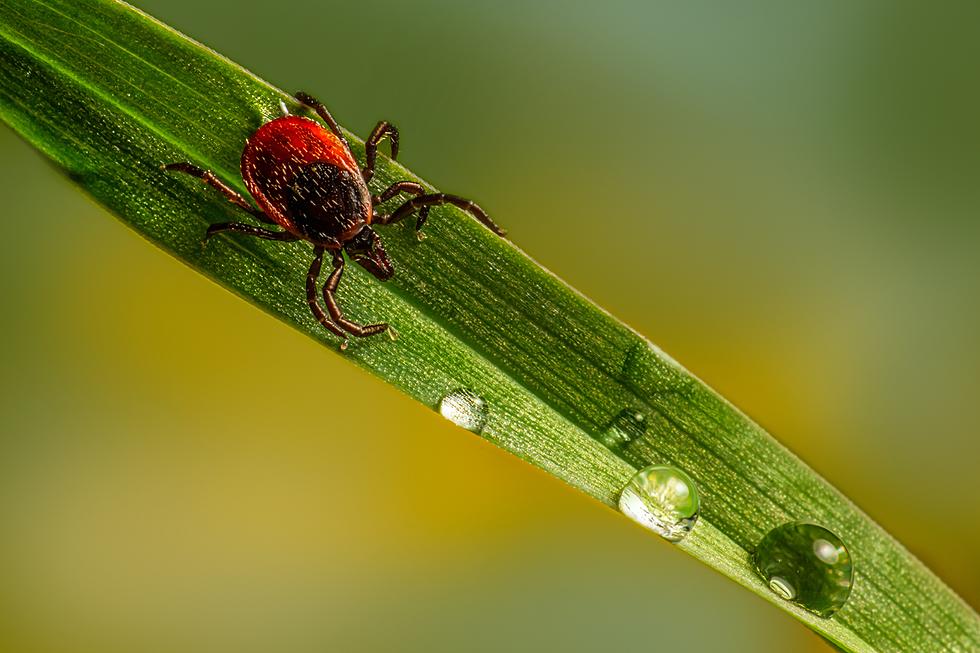 New Fear Unlocked: Scientists Say Ticks Can 'Fly'