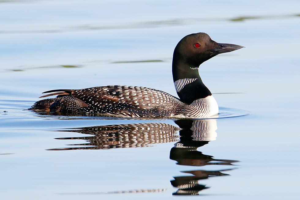 Minnesota DNR Shares Shocking Photo Of The Threat Fishing Line Poses To Loons And Other Wildlife