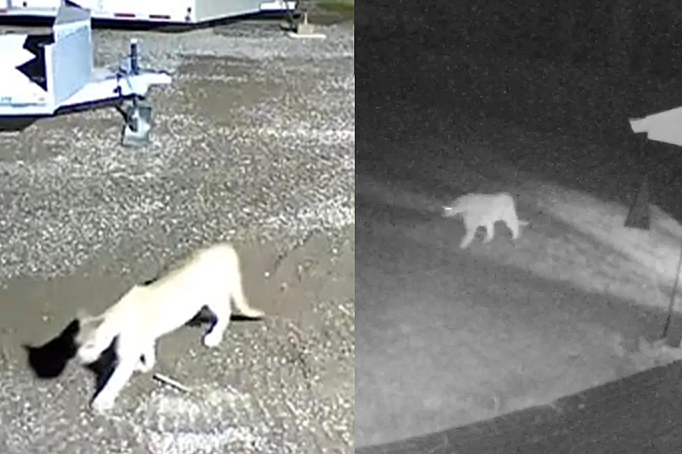 WATCH: Two Different Duluth Area Mountain Lion Sightings Recently Caught On Camera