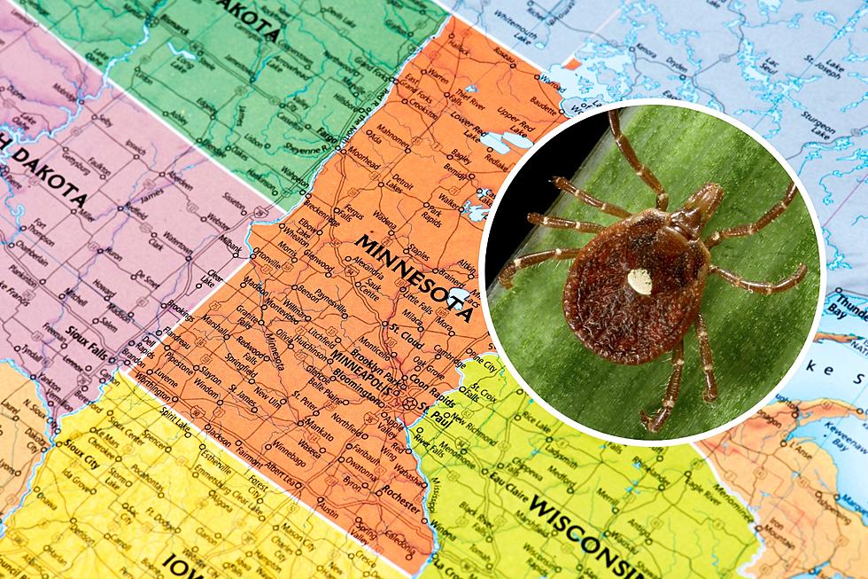 Just How Common In Minnesota Are The Meat Allergy Causing Ticks?