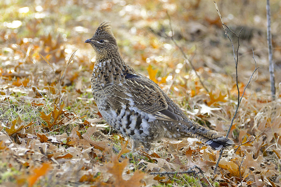 Great News For Northern Minnesota Grouse Hunters Ahead Of 2023 Season