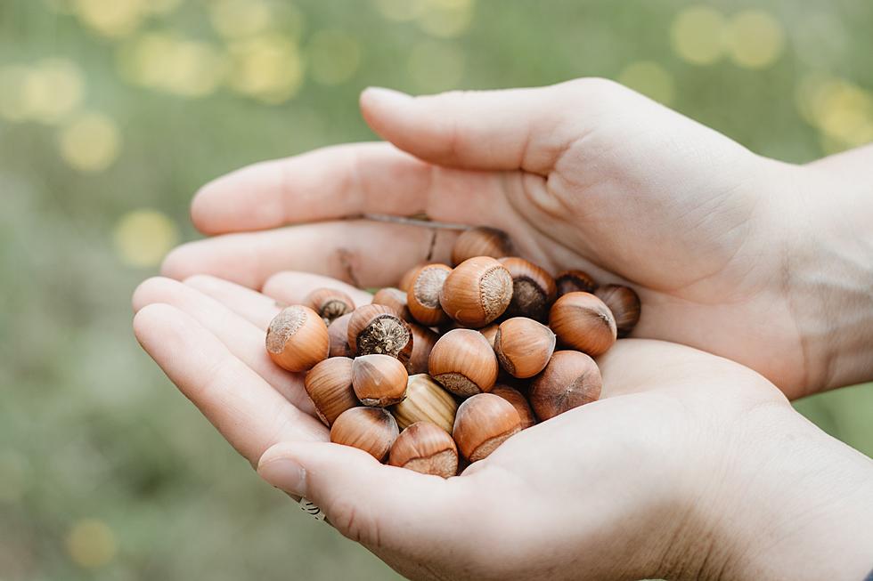 What&#8217;s The Deal With All Of The Acorns Falling From Minnesota Trees This Year?