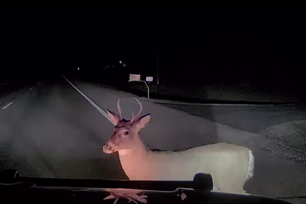 WATCH: Minnesota Police Department Shares Bizarre Encounter With Literal ‘Deer In The Headlights’