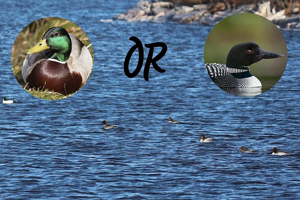 Loons or Ducks? Help Me Identify the Birds I Saw on Lake Superior