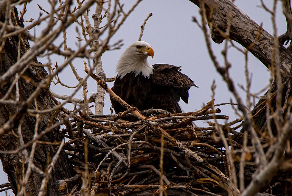 The Minnesota DNR’s Wildly Popular EagleCam Returns This Week! Here’s How To Watch