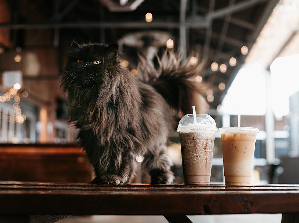 Northern Minnesota’s First Cat Cafe Shares Construction Updates Ahead Of Opening