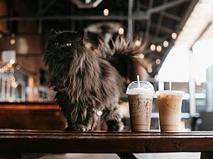 Northern Minnesota’s First Cat Cafe Shares Construction Updates...