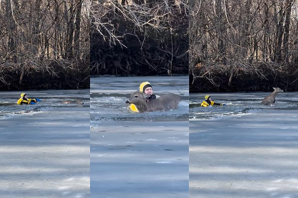 WATCH: Minnesota Firefighter Rescues Deer From Frigid Water After Breaking Through Ice