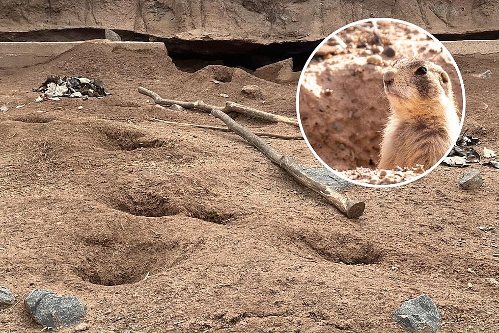 Early Spring in Duluth: Did Lake Superior Zoo Prairie Dogs See Shadow?