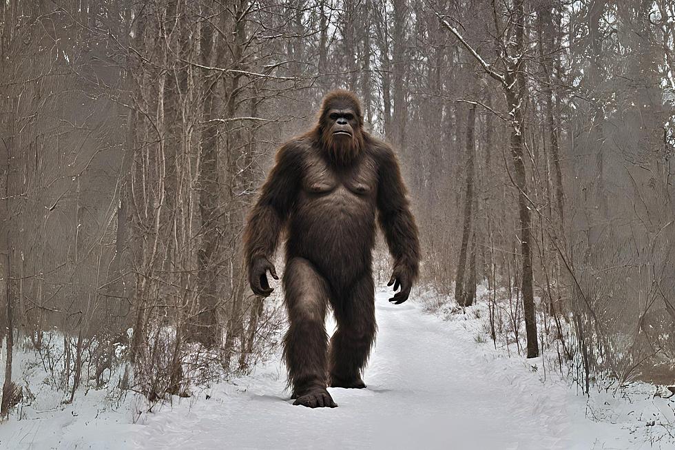 Truth or Tall Tale? Minnesota Bigfoot Conference Explores the Legend