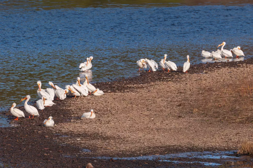 Don&#8217;t Miss It! White Pelicans Make Brief Annual Appearance In Duluth