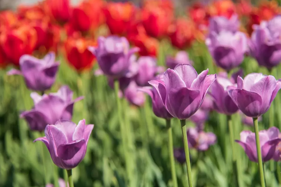 Stunning! One Of Minnesota’s Largest Tulip Gardens Is Coming Into Full Bloom