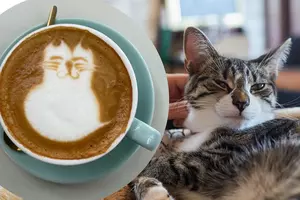 Northern Minnesota’s First Cat Café Shares Grand Opening Date,...