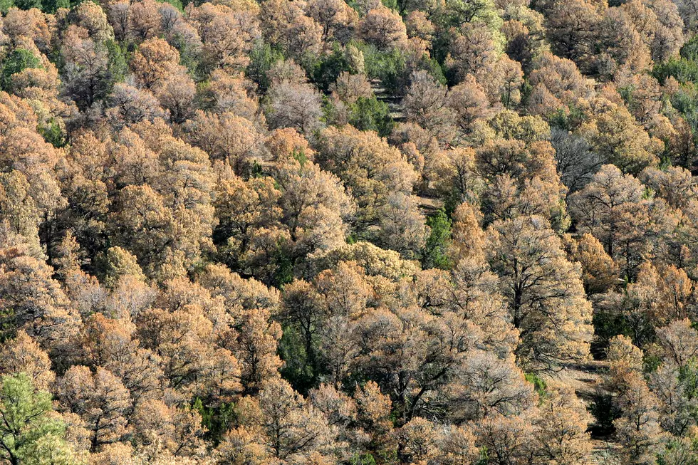 Bark Beetles Infest New Mexico's Forests