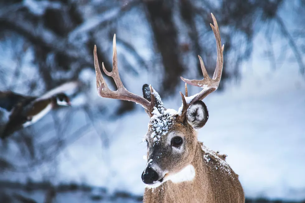 Upticks In Deer Hunting Harvest, Positive CWD Detections In Minnesota For 2025