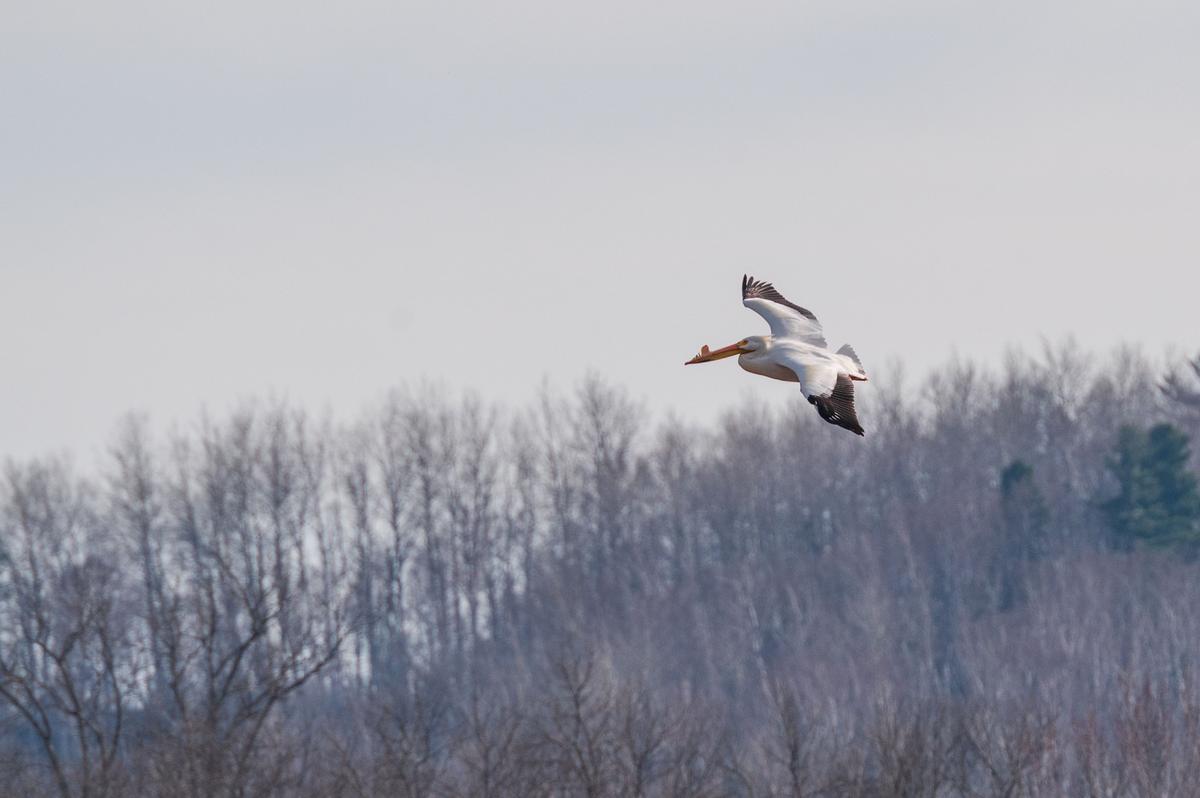 Pelicans Return To Duluth Park During Annual Migration Pelicans Return To Duluth Park During Annual Migration