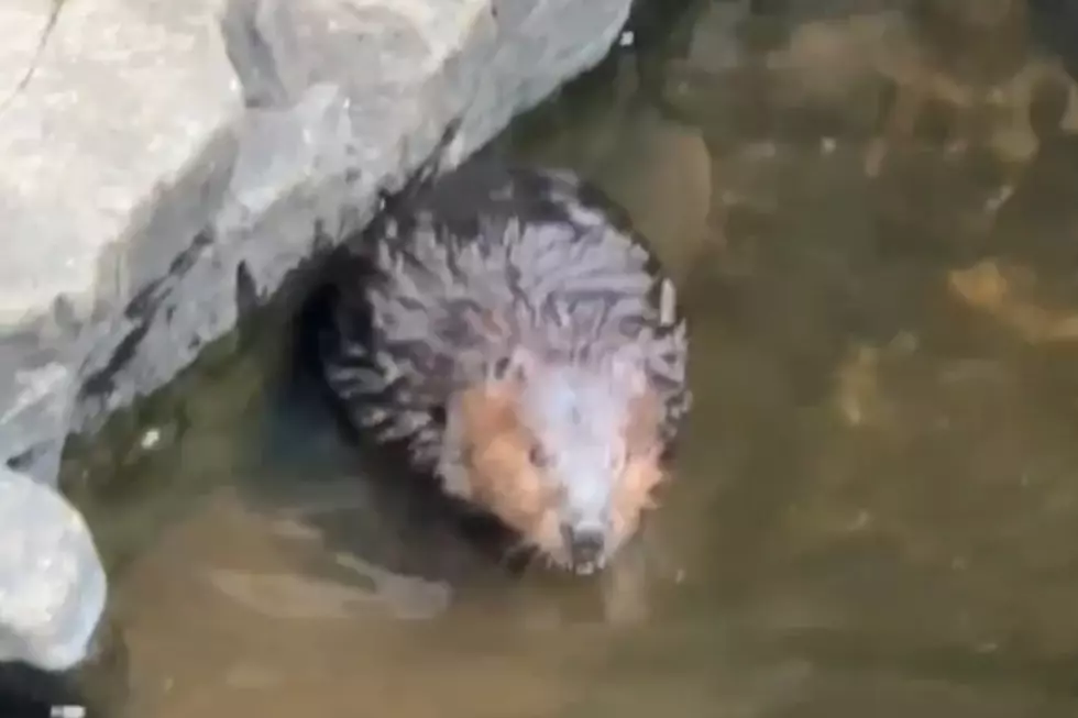 Listener-Provided Photo