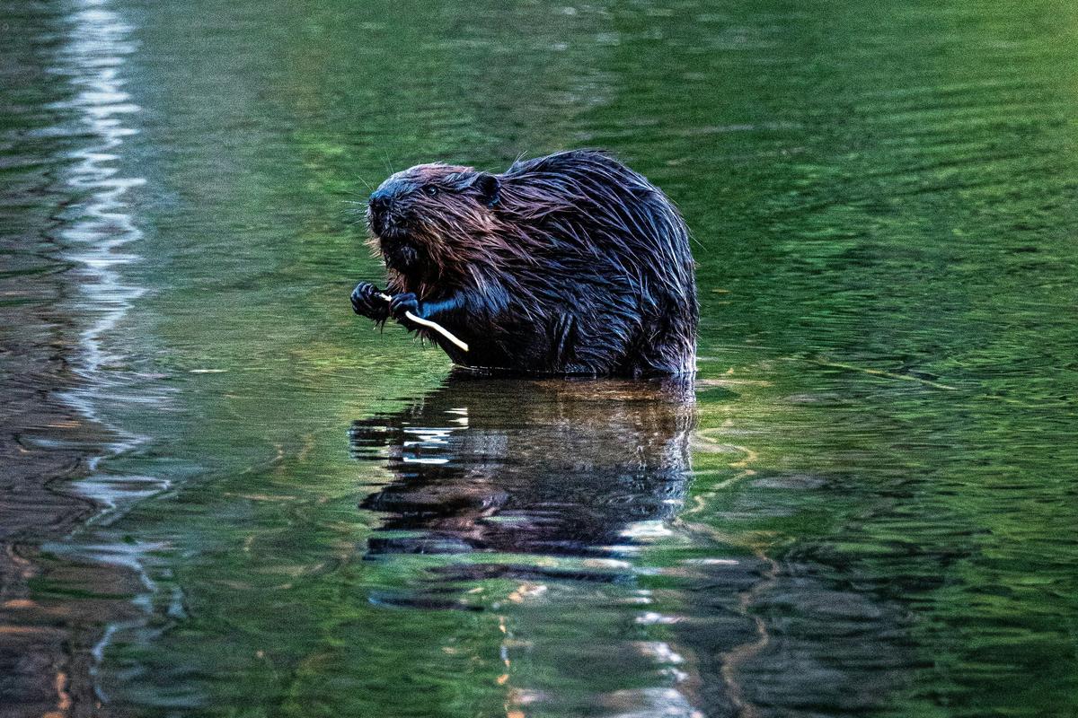 Duluth Area Resident Seeking Help Getting Lost Watch From Beaver Duluth Area Resident Seeking Help Getting Lost Watch From Beaver