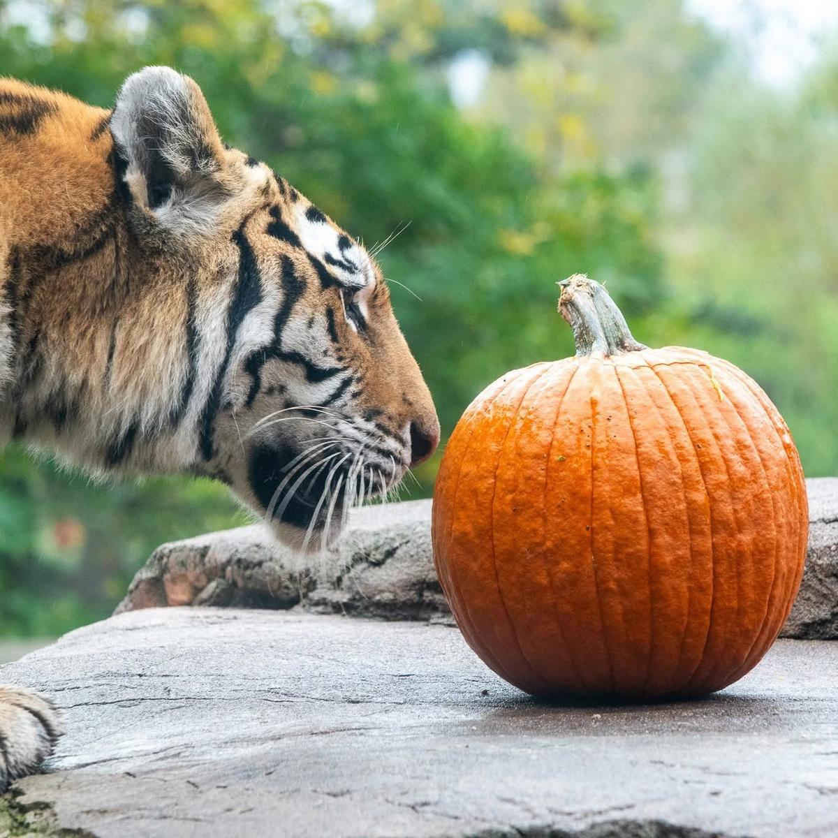 What’s New At Lake Superior Zoo’s Boo At The Zoo For 2026? What’s New At Lake Superior Zoo’s Boo At The Zoo For 2026?