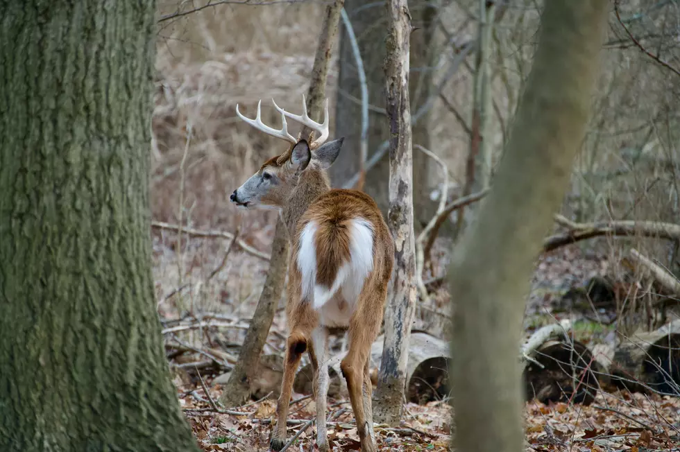 It’s Peak Season For America’s Deadliest Animal In Wisconsin