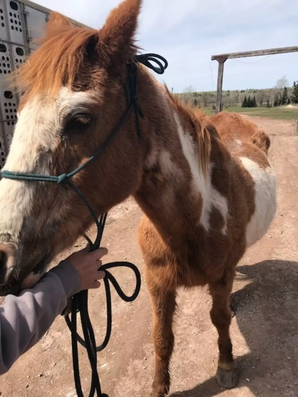 This Emaciated Horse Needs Your Help