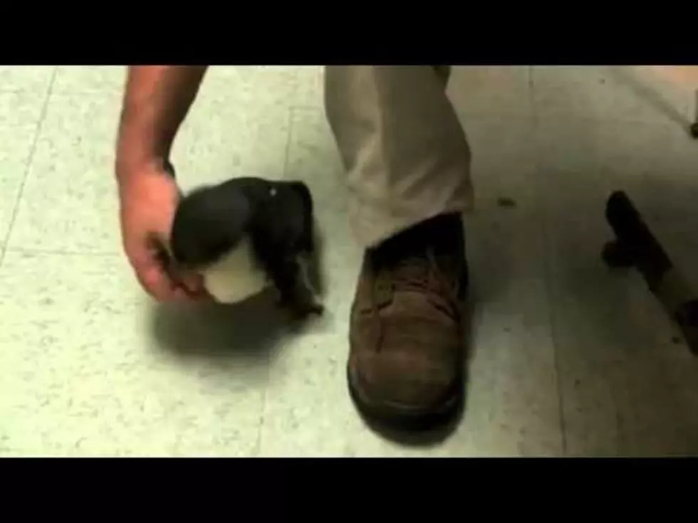 Baby Penguin Gets Tickled![VIDEO]