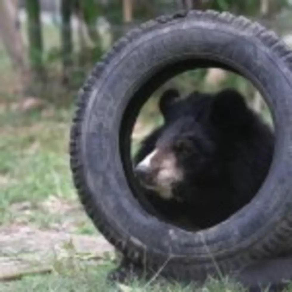 Black Bear Dies Of Natural Causes At Ellen Trout Zoo