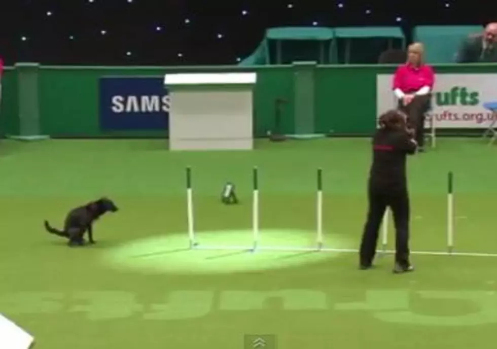 Fly Dog Competition Gone Horribly Wrong [VIDEO]