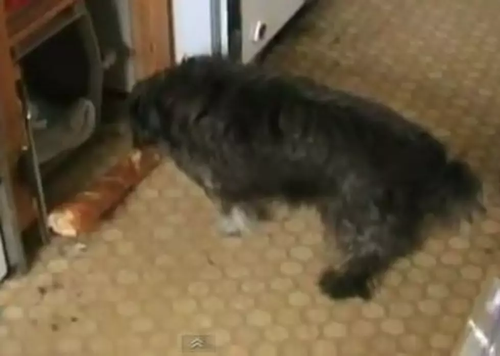 Cute Old Dog Tries To Steal Baguette [VIDEO]