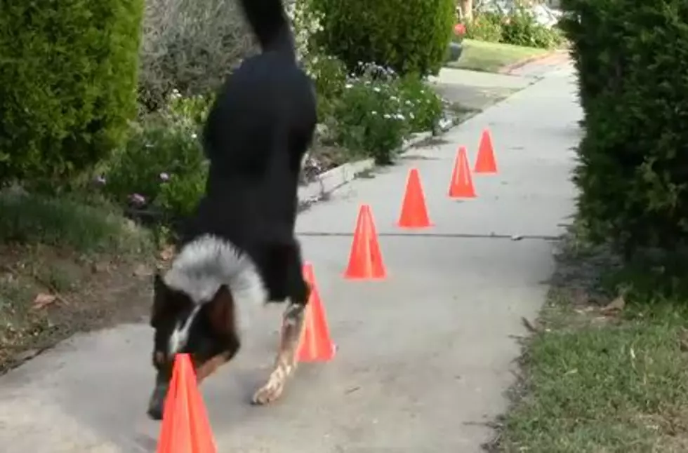 Amazing Dog Does 20 Stunts in One Minute! [VIDEO]