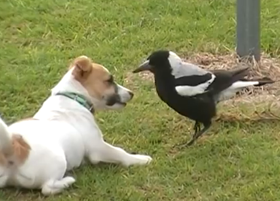Strange Playmates – A Dog And A Bird [VIDEO]