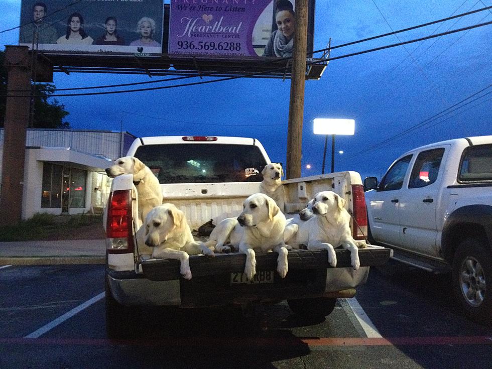 Look at this Truck Full of Adorable Dogs In Nacogdoches [PHOTO]