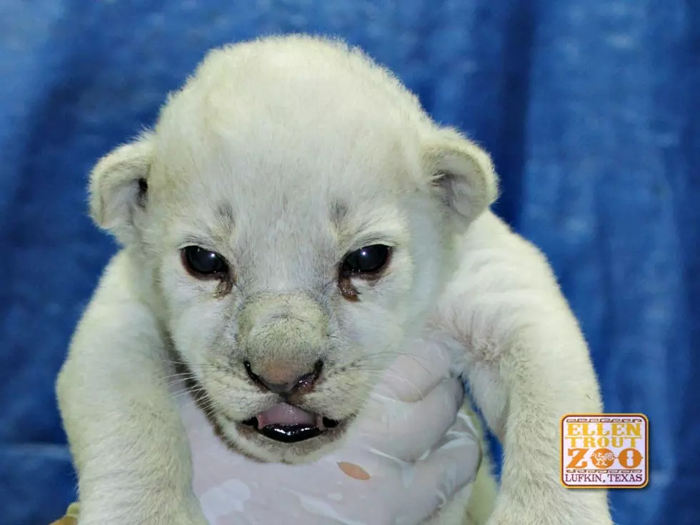 Zoo Needs Your Help Naming White Lion!