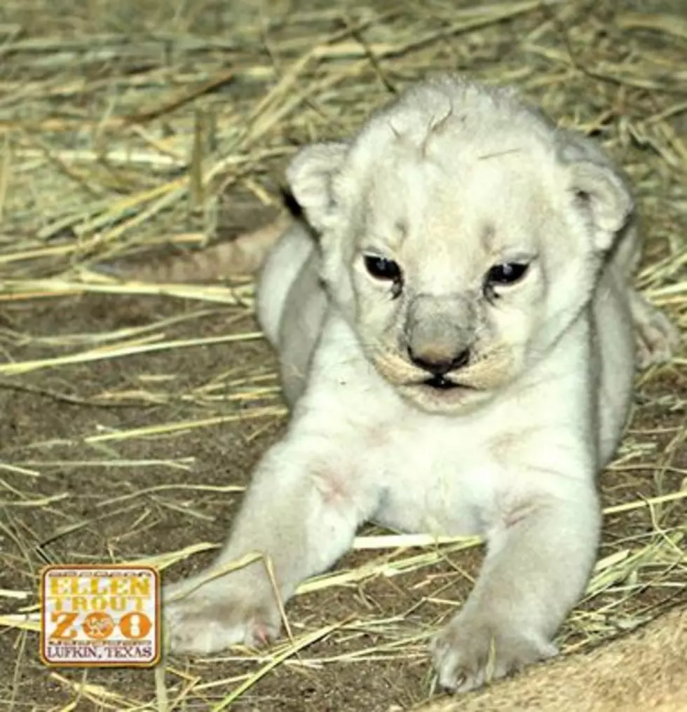 What’s In A Name? We’ve Got A Name For The White Cub!