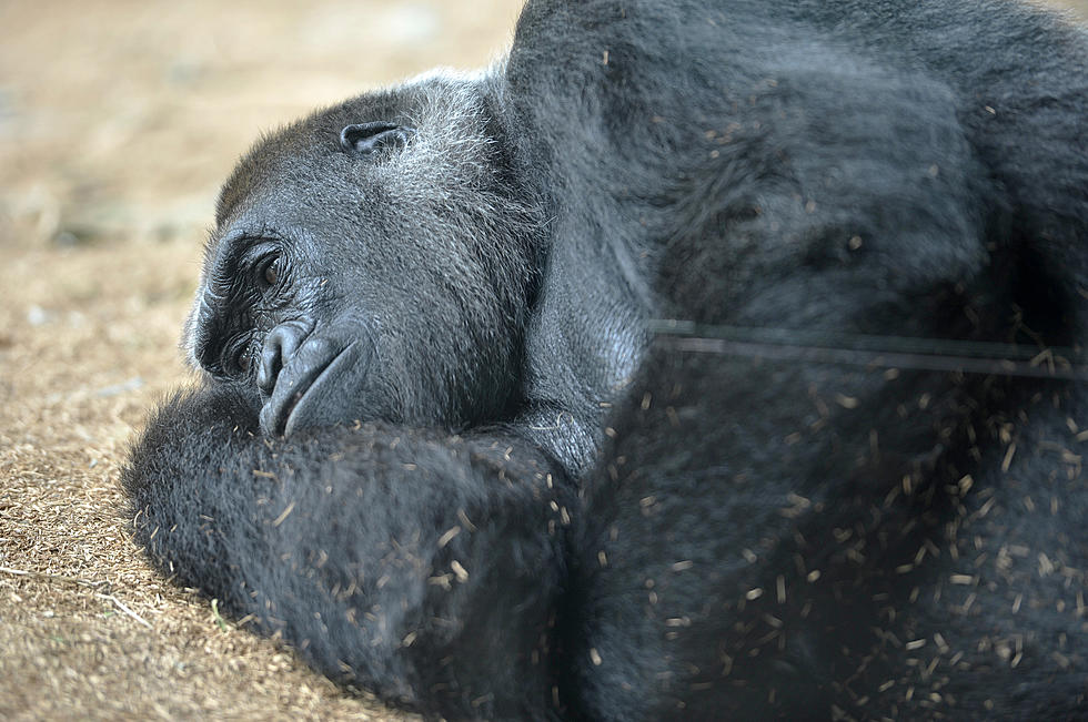 Help Zoo Bring Gorillas To Lufkin