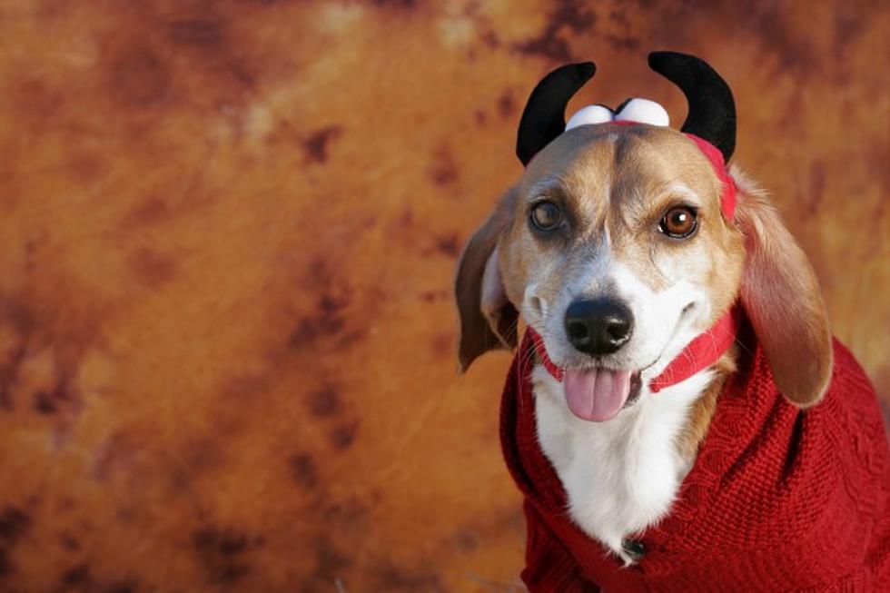 The Winnie Berry Humane Society Puts On &#8216;Barkoween&#8217;