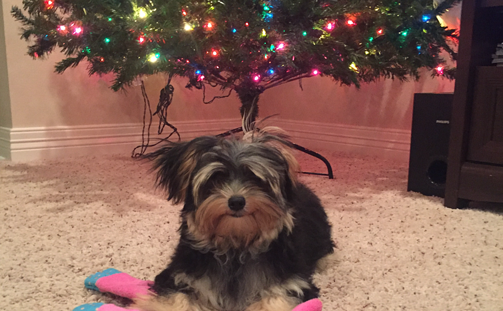 First Christmas With a Puppy: Here’s What You Need to Know