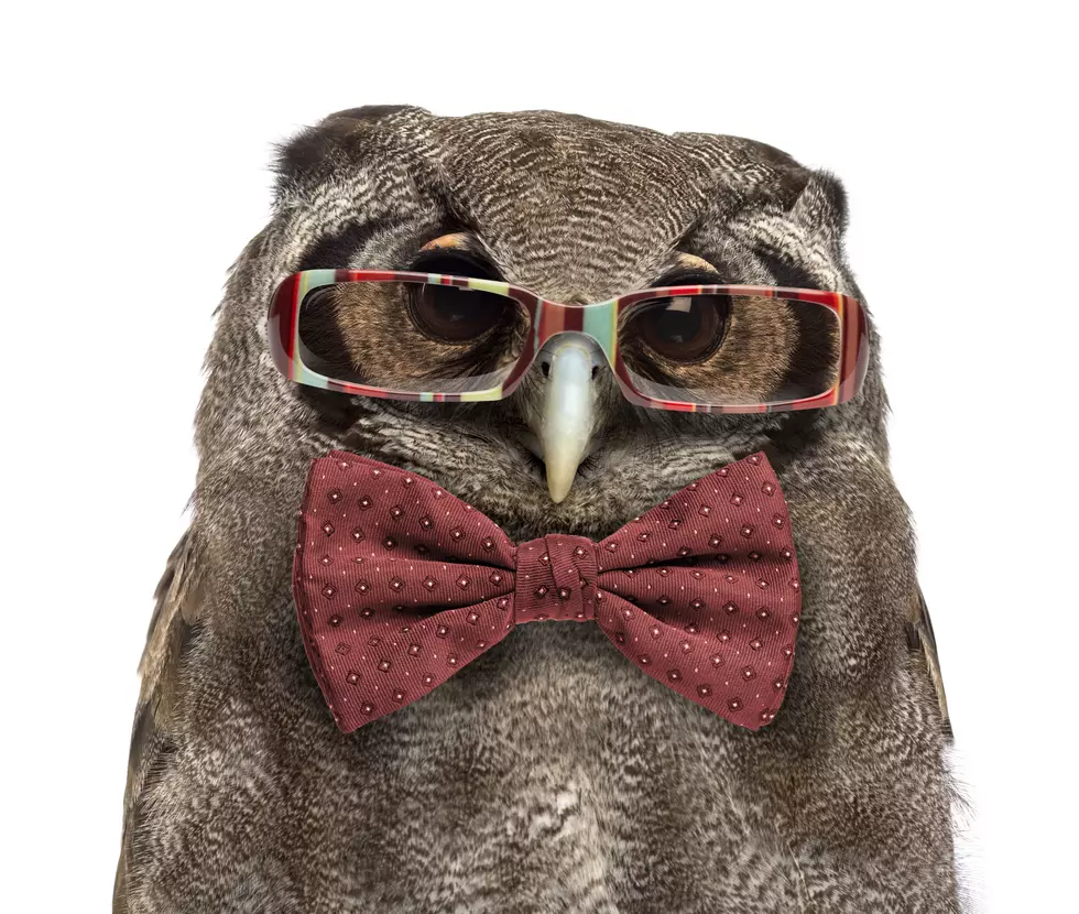 What’s This Dang Superb Owl Everyone Is Talking About?