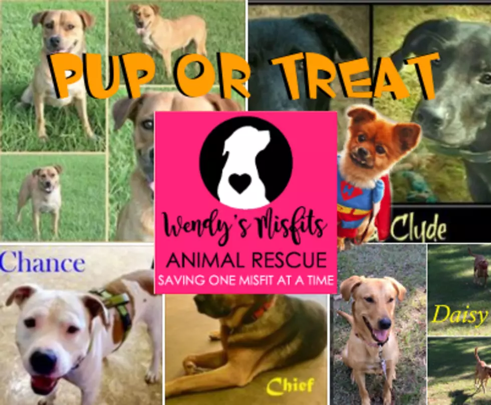 Come Trick or Treat With Adoptable & Adorable Costumed Dogs