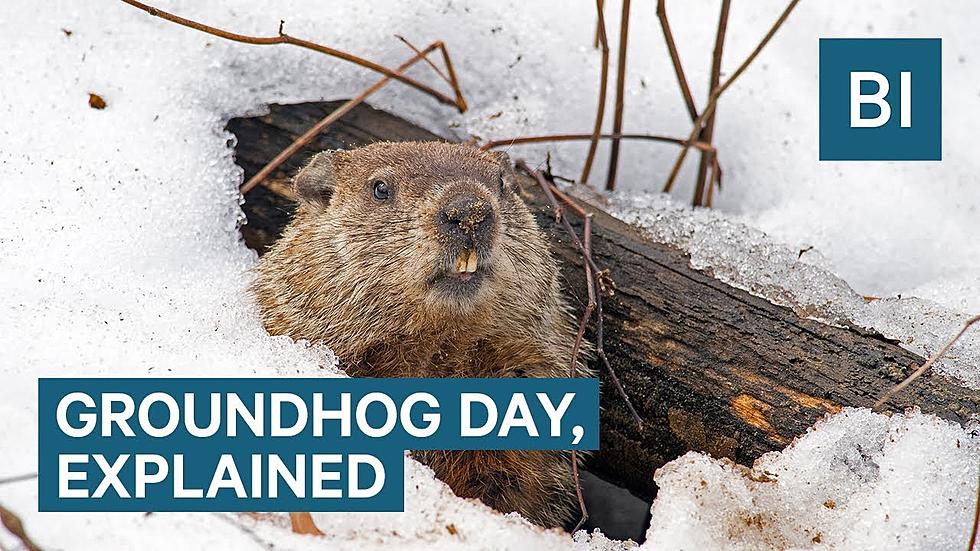 Why We Let A Groundhog Predict The Weather